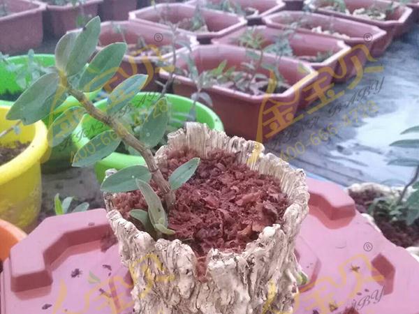 金宝贝生根剂种植铁皮石斛