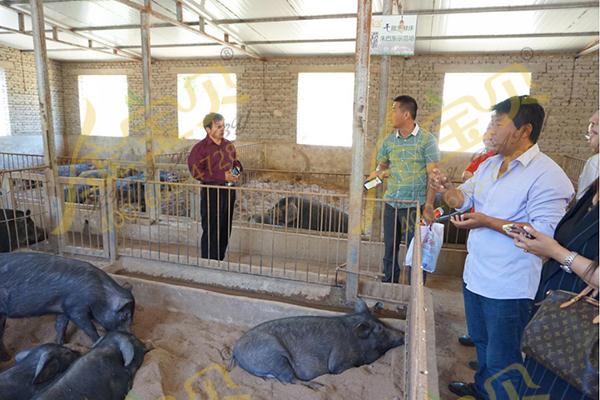 金宝贝猪巴东养殖基地
