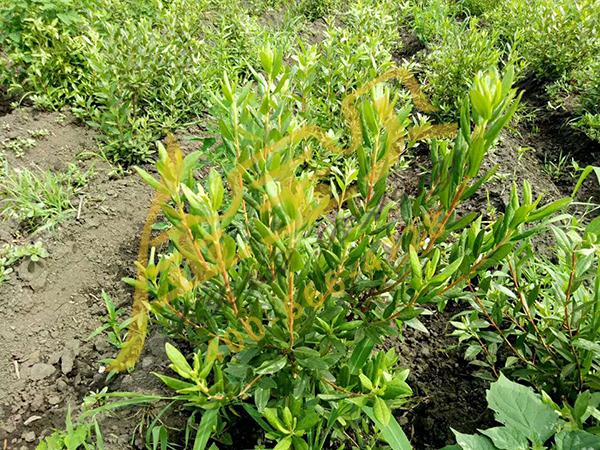 基质营养土种植黄芪