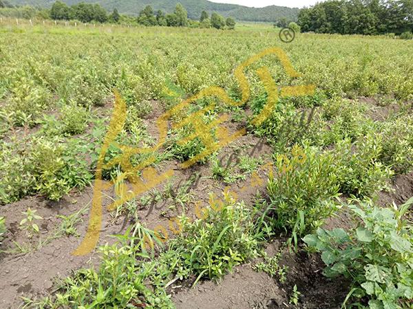 基质营养土种植黄芪