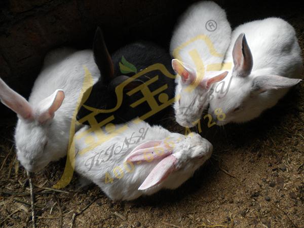 发酵床养兔