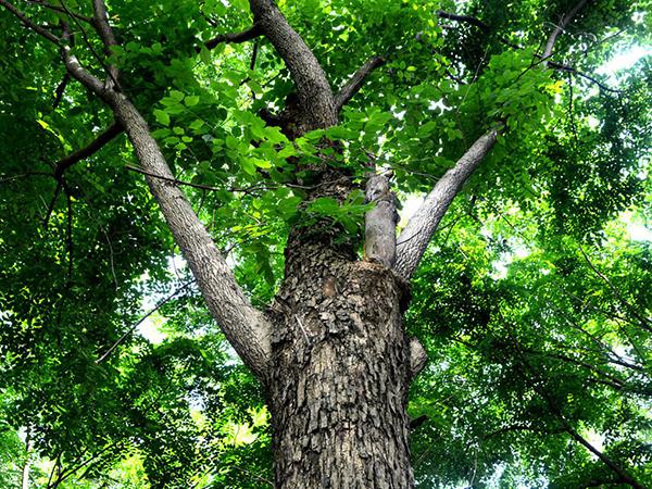 生根剂种植黄檀树