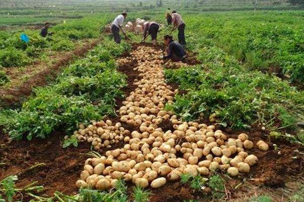 微生物菌肥