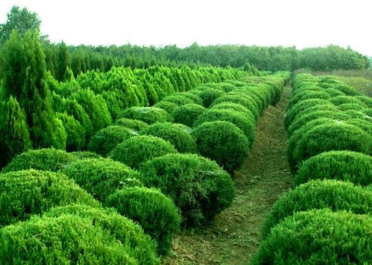 微生物菌肥种植苗木