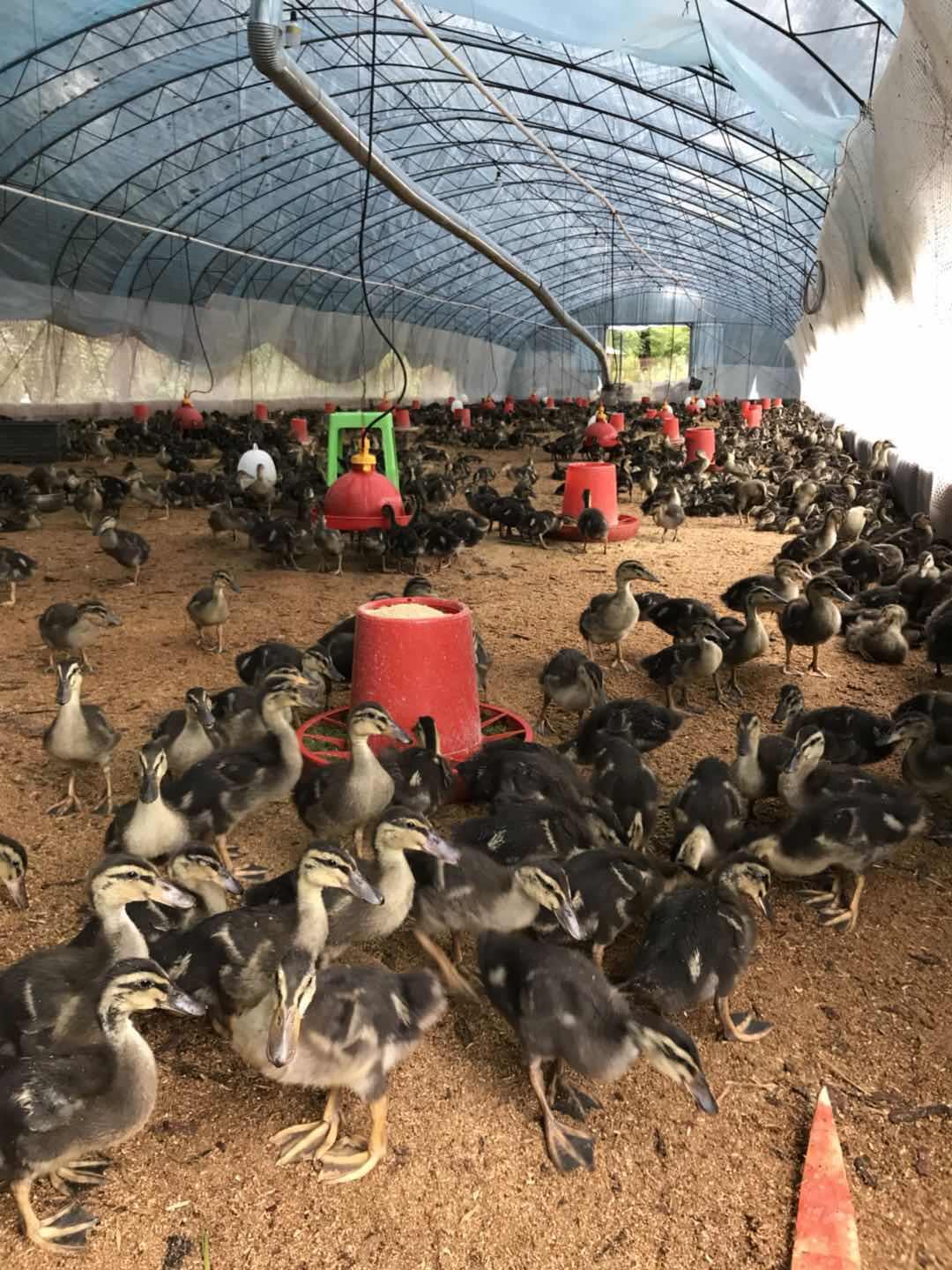 发酵床养鸭