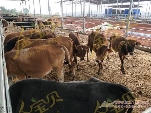 发酵床羊肉牛