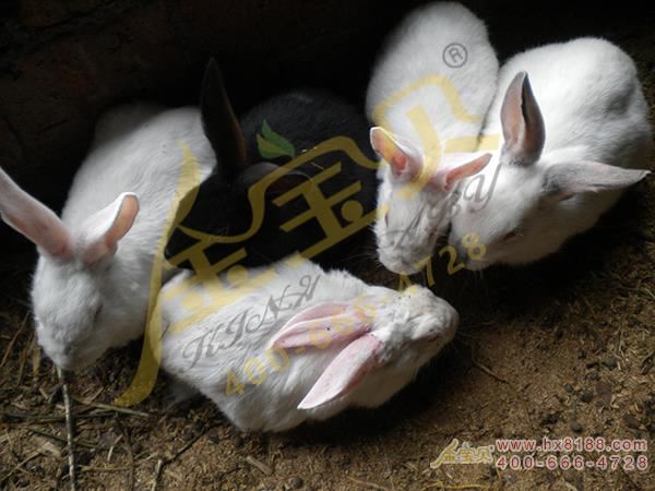 发酵床养殖懒兔