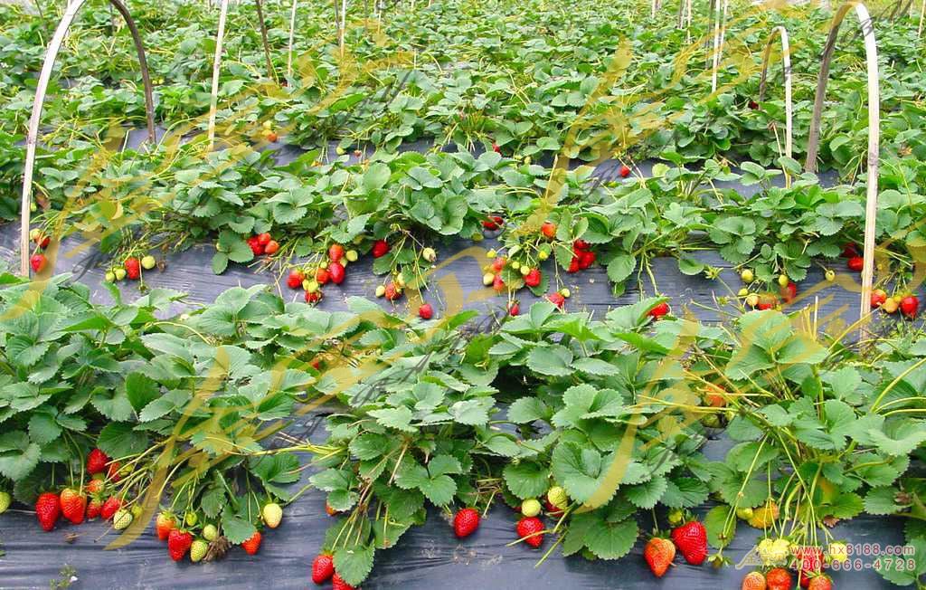 草莓施肥方法