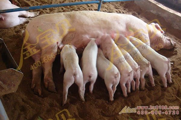 发酵床母猪养殖