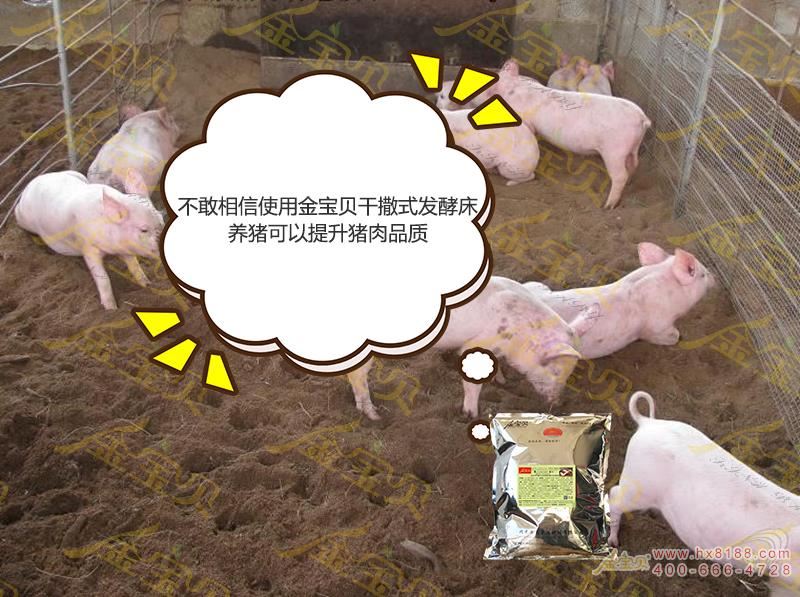 发酵床养猪