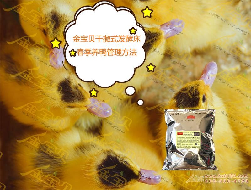 春季发酵养鸭维护方法