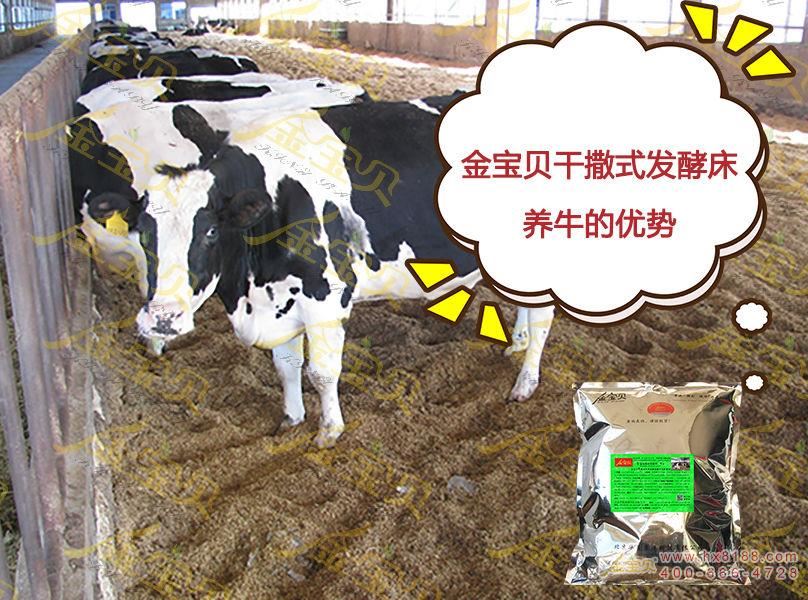 干撒式发酵床养牛