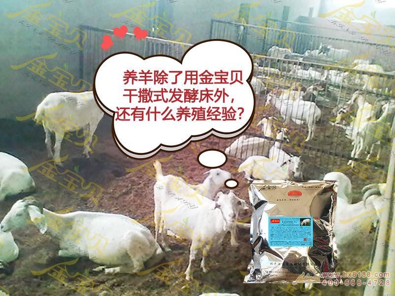 干撒式发酵床养羊