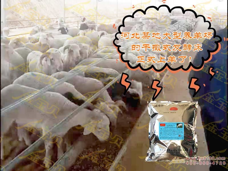 发酵床养羊
