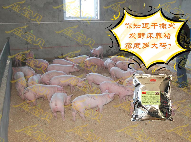 发酵床养猪密度
