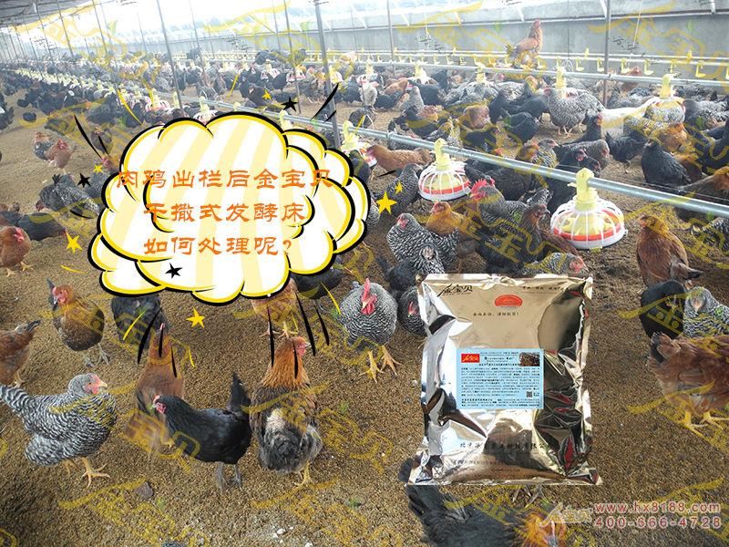 发酵床养殖肉鸡