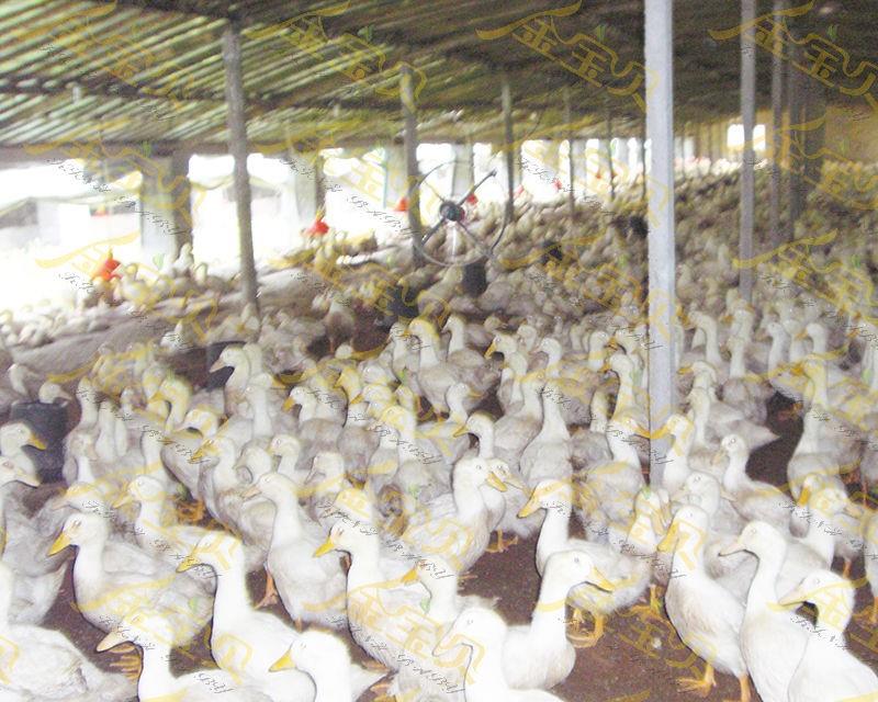 发酵床养鸭技术—金宝贝…